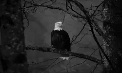 پوستر دیواری عقاب M10062310