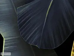 پوستر دیواری طرح برگ خاص M10057010