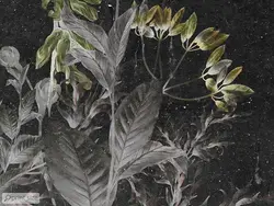 کاغذ دیواری طرح برگ M11011630