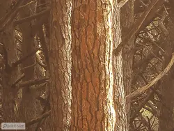 پوستر دیواری جنگل درخت خشک شده M10059700