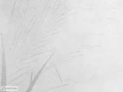 کاغذ دیواری برگ درخت خرما M10157200