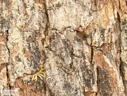 کاغذ دیواری طرح چوب قدیمی M10179200