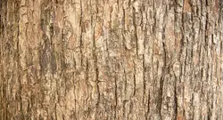 کاغذ دیواری طرح چوب قدیمی M10179200