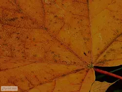 پوستر دیواری برگ پاییزی M10276800