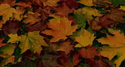 پوستر دیواری برگ پاییزی M10276800