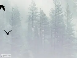 پوستر دیواری منظره جنگل مه آلود M10010500