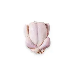 مرغ اکبر جوجه ای عمده