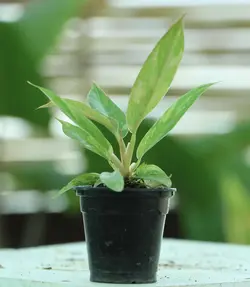 فیلودندرون رینگ آو فایر