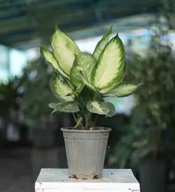 دیفن کاملیا کوچک