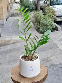 گلدان گیاه زاموفیلیا کد 607 - گل فروشی آنلاین رزگاردن