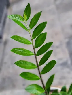 گلدان گیاه زاموفیلیا کد 607 - گل فروشی آنلاین رزگاردن