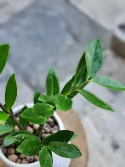 گلدان گیاه زاموفیلیا کد 607 - گل فروشی آنلاین رزگاردن