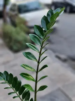 گلدان گیاه زاموفیلیا کد 608 - گل فروشی آنلاین رزگاردن