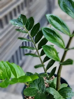 گلدان گیاه زاموفیلیا کد 608 - گل فروشی آنلاین رزگاردن