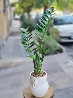 گلدان گیاه زاموفیلیا کد 609 - گل فروشی آنلاین رزگاردن