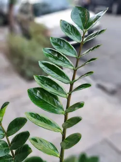 گلدان گیاه زاموفیلیا کد 609 - گل فروشی آنلاین رزگاردن