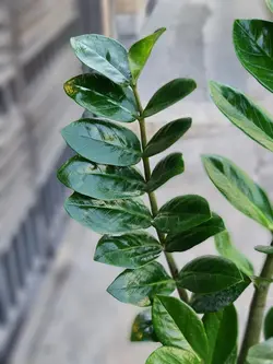 گلدان گیاه زاموفیلیا کد 609 - گل فروشی آنلاین رزگاردن