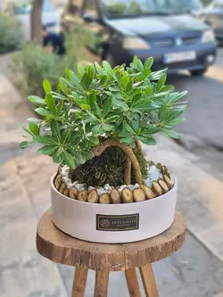 گلدان بونسای میخک هندی کد 550 - گل فروشی آنلاین رزگاردن