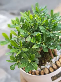 گلدان بونسای میخک هندی کد 550 - گل فروشی آنلاین رزگاردن