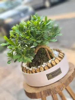 گلدان بونسای میخک هندی کد 550 - گل فروشی آنلاین رزگاردن