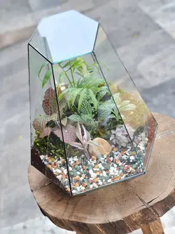 تراریوم چند وجهی کد 549 - گل فروشی آنلاین رزگاردن