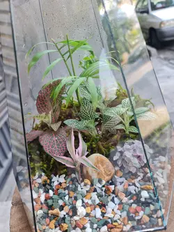 تراریوم چند وجهی کد 549 - گل فروشی آنلاین رزگاردن