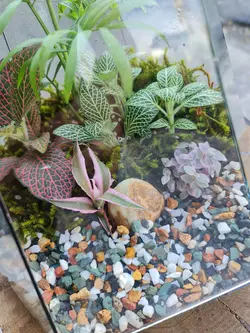 تراریوم چند وجهی کد 549 - گل فروشی آنلاین رزگاردن