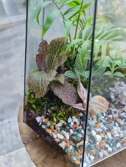 تراریوم چند وجهی کد 549 - گل فروشی آنلاین رزگاردن