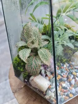 تراریوم چند وجهی کد 548 - گل فروشی آنلاین رزگاردن