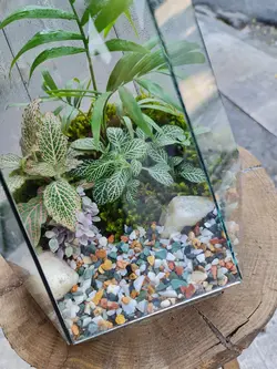 تراریوم چند وجهی کد 548 - گل فروشی آنلاین رزگاردن