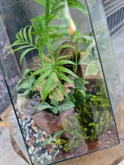 تراریوم چند وجهی کد 548 - گل فروشی آنلاین رزگاردن
