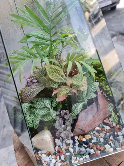 تراریوم چند وجهی کد 547 - گل فروشی آنلاین رزگاردن