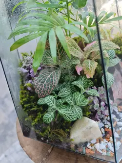 تراریوم چند وجهی کد 547 - گل فروشی آنلاین رزگاردن