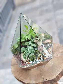 تراریوم چند وجهی کد 546 - گل فروشی آنلاین رزگاردن