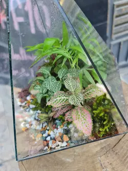 تراریوم چند وجهی کد 546 - گل فروشی آنلاین رزگاردن