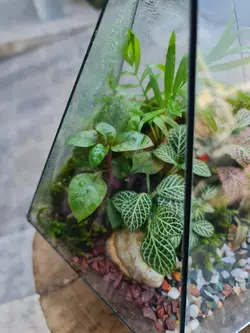 تراریوم چند وجهی کد 546 - گل فروشی آنلاین رزگاردن