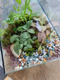 تراریوم چند وجهی کد 546 - گل فروشی آنلاین رزگاردن