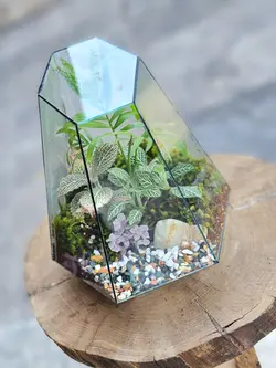 تراریوم چند وجهی کد 545 - گل فروشی آنلاین رزگاردن