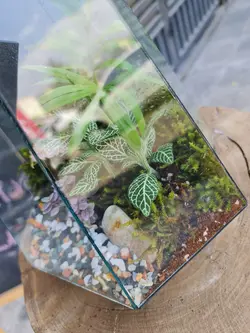 تراریوم چند وجهی کد 545 - گل فروشی آنلاین رزگاردن