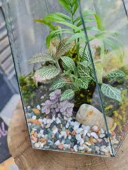 تراریوم چند وجهی کد 545 - گل فروشی آنلاین رزگاردن