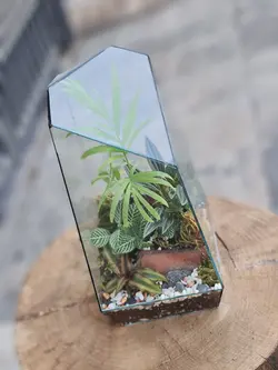 تراریوم چند وجهی کد 544 - گل فروشی آنلاین رزگاردن