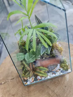 تراریوم چند وجهی کد 544 - گل فروشی آنلاین رزگاردن