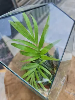 تراریوم چند وجهی کد 544 - گل فروشی آنلاین رزگاردن