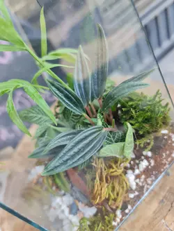 تراریوم چند وجهی کد 544 - گل فروشی آنلاین رزگاردن