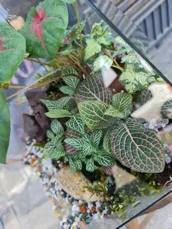 تراریوم چند وجهی کد 543 - گل فروشی آنلاین رزگاردن