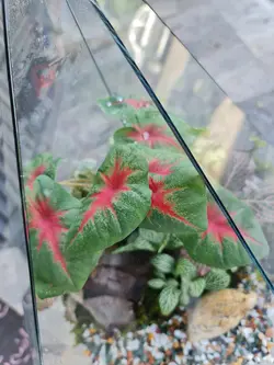 تراریوم چند وجهی کد 543 - گل فروشی آنلاین رزگاردن