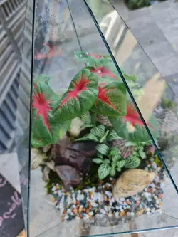 تراریوم چند وجهی کد 543 - گل فروشی آنلاین رزگاردن