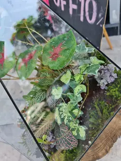 تراریوم چند وجهی کد 543 - گل فروشی آنلاین رزگاردن