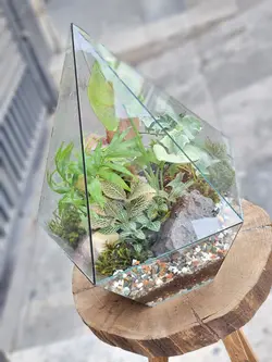تراریوم چند وجهی کد 542 - گل فروشی آنلاین رزگاردن