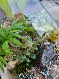 تراریوم چند وجهی کد 542 - گل فروشی آنلاین رزگاردن